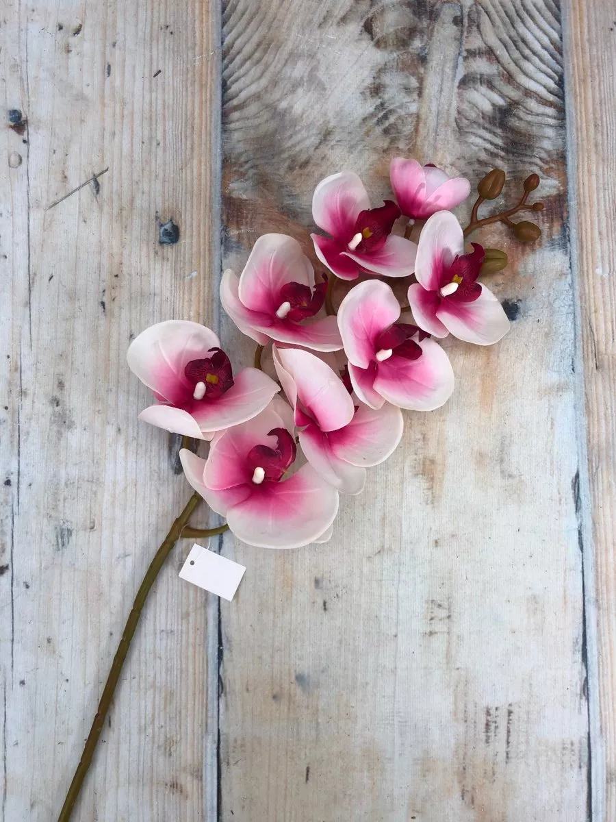 Орхидея JX012  Интернет-магазин Feron Flower 