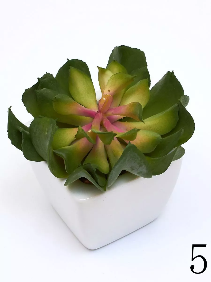 Суккулент ART17771  Интернет-магазин Feron Flower 