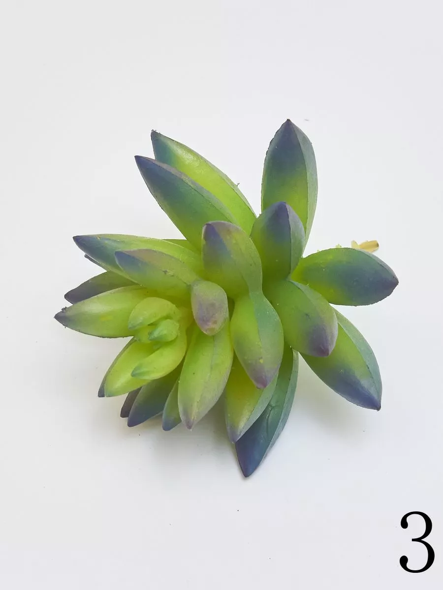 Суккулент YD237  Интернет-магазин Feron Flower 