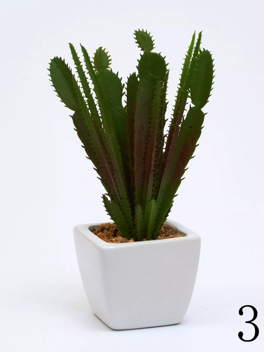 Суккулент ART17769  Интернет-магазин Feron Flower 