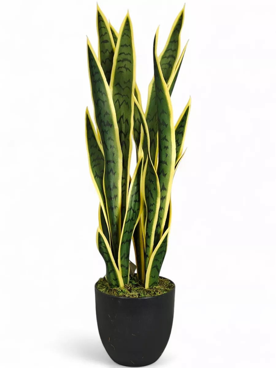 Сансеверия FL-QH137  Интернет-магазин Feron Flower 