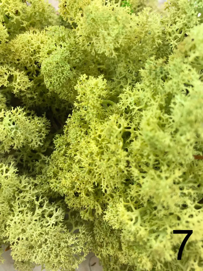 Мох L500   Интернет-магазин Feron Flower 