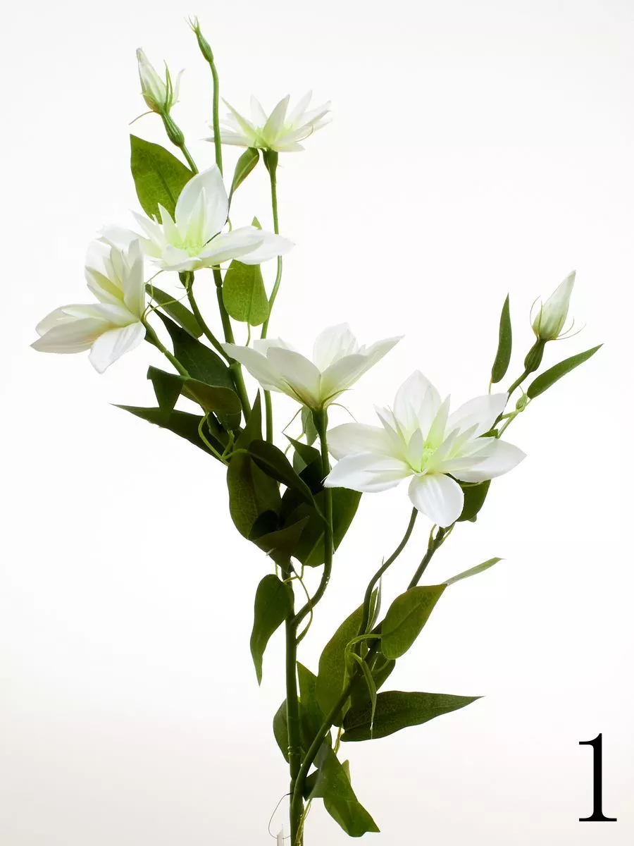 Клематис SUN508  Интернет-магазин Feron Flower 