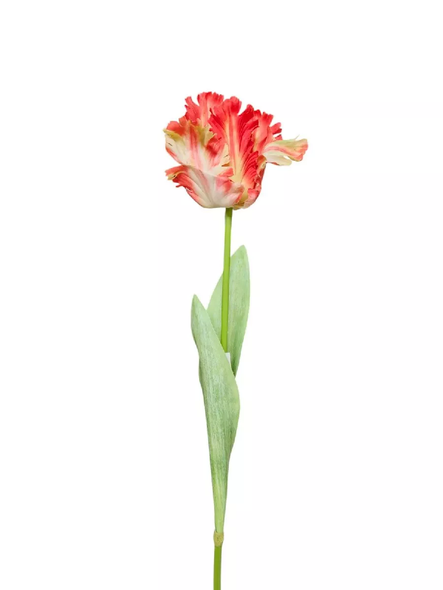 Тюльпан 9144-1324  Интернет-магазин Feron Flower 