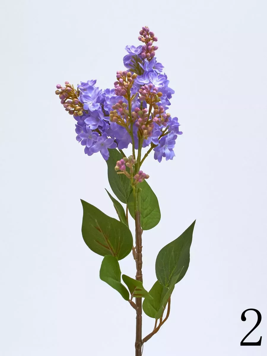 Сирень SUN301  Интернет-магазин Feron Flower 