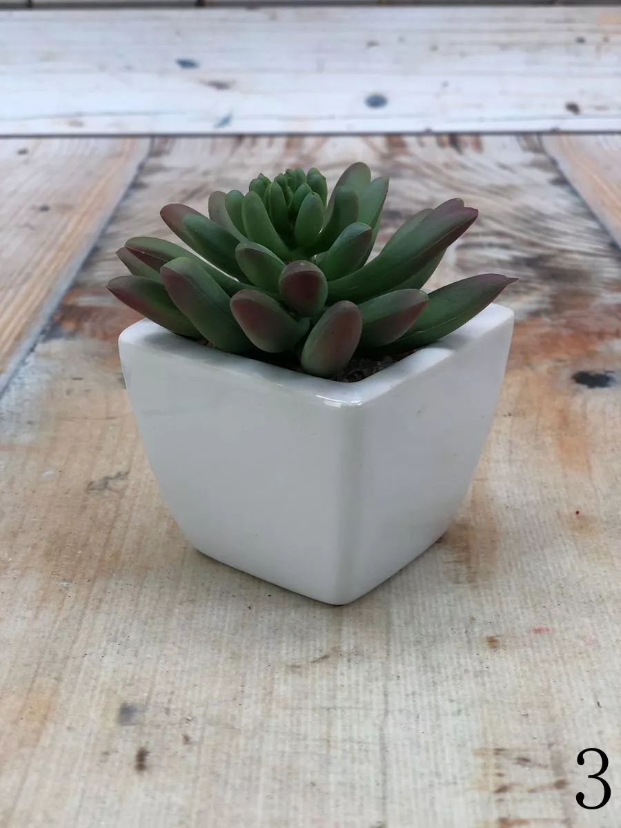 Суккулент 9KL6385A  Интернет-магазин Feron Flower 