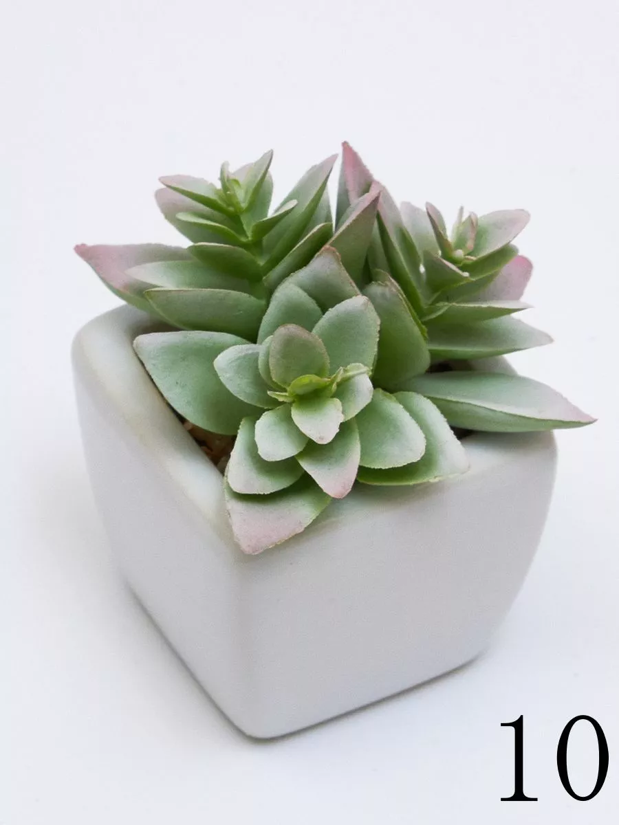 Суккулент ART17776  Интернет-магазин Feron Flower 