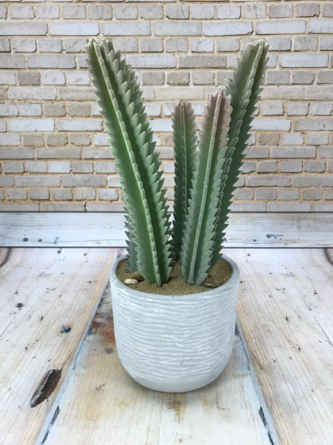 Кактус DON03355  Интернет-магазин Feron Flower 