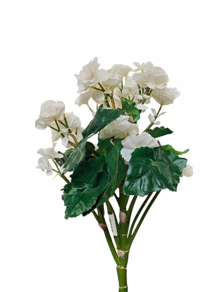 Бегония 5304  Интернет-магазин Feron Flower 
