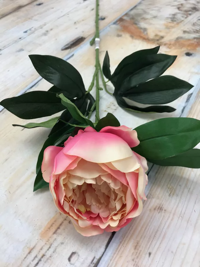 Пион K476  Интернет-магазин Feron Flower 
