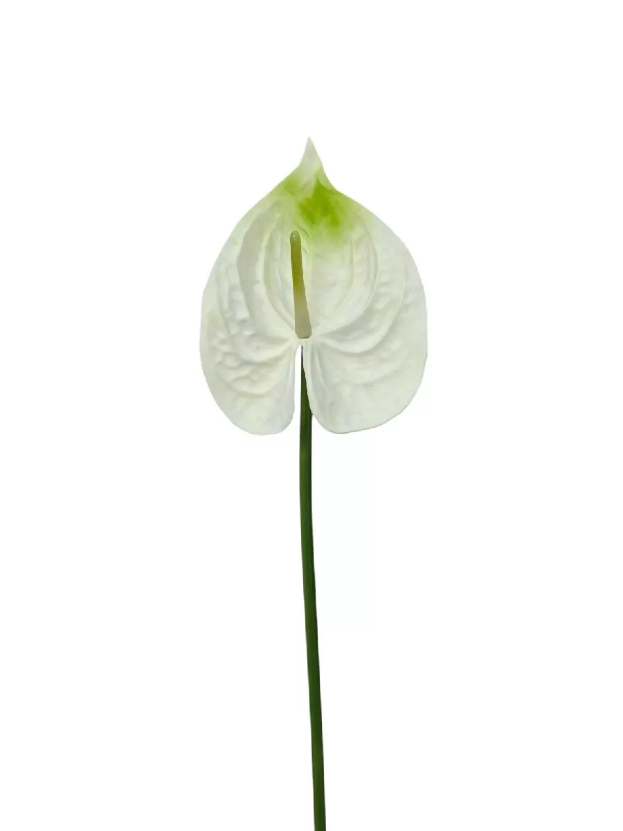 Антуриум REN-208 белый   Интернет-магазин Feron Flower 
