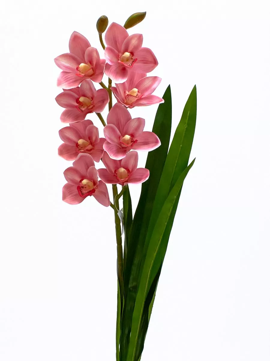 Орхидея K03977  Интернет-магазин Feron Flower 