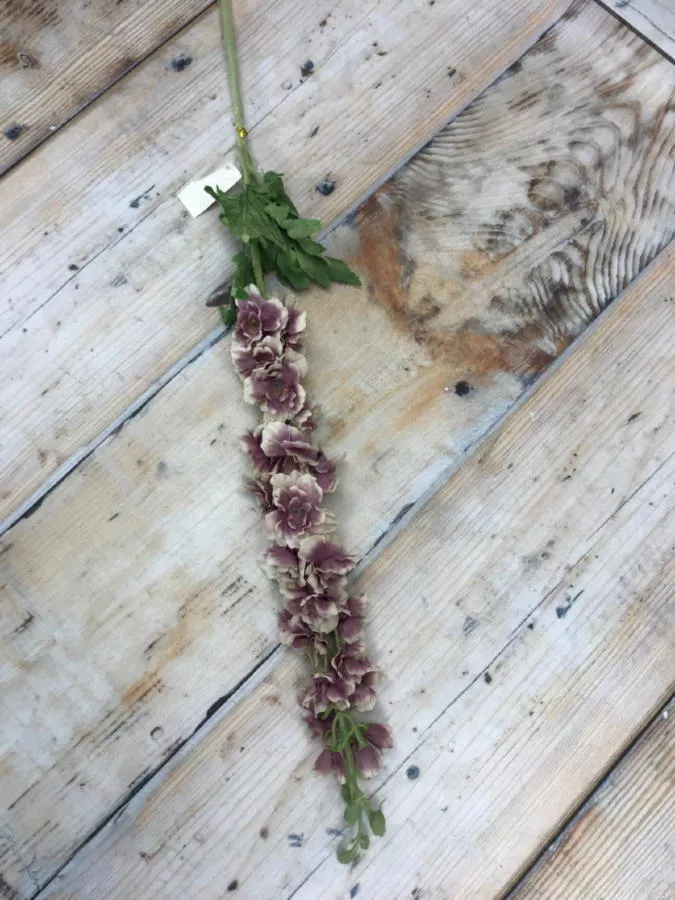 Дельфиниум K7L0588  Интернет-магазин Feron Flower 