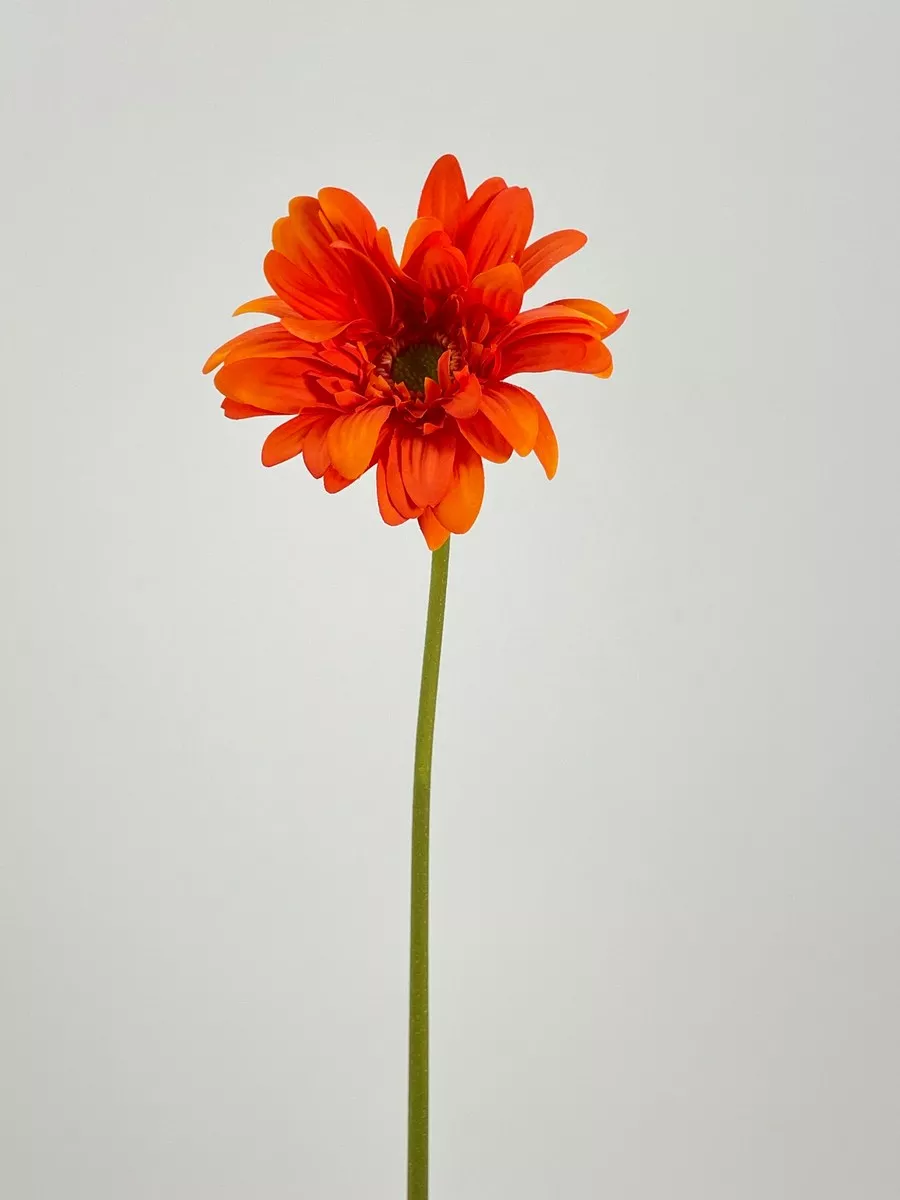 Гербера FL-QH076  Интернет-магазин Feron Flower 