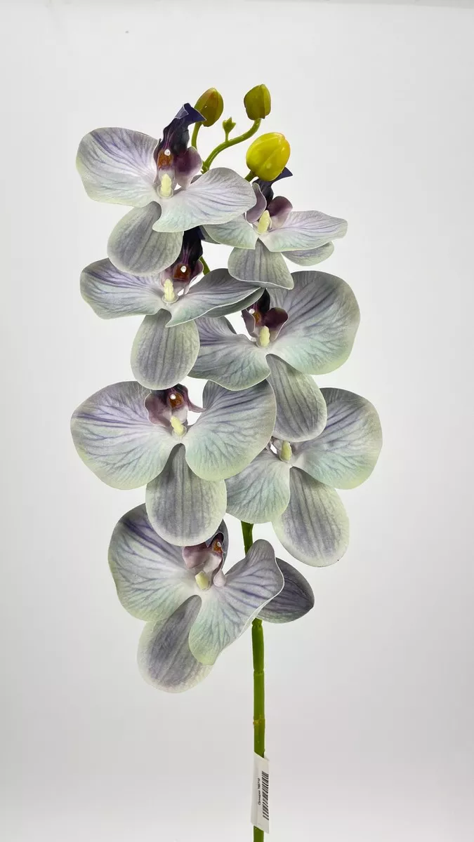Орхидея 765718  Интернет-магазин Feron Flower 