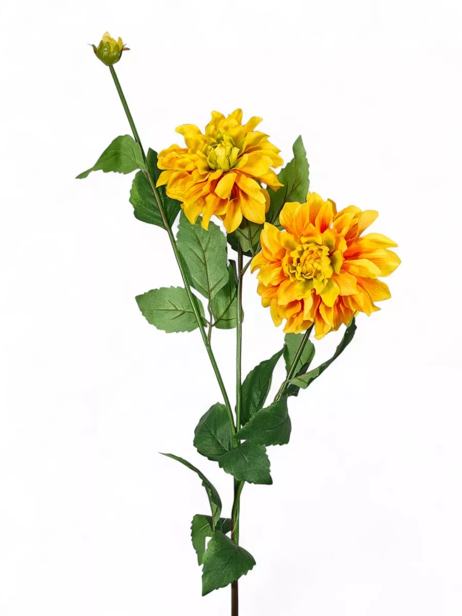 Георгин FL-QH100  Интернет-магазин Feron Flower 