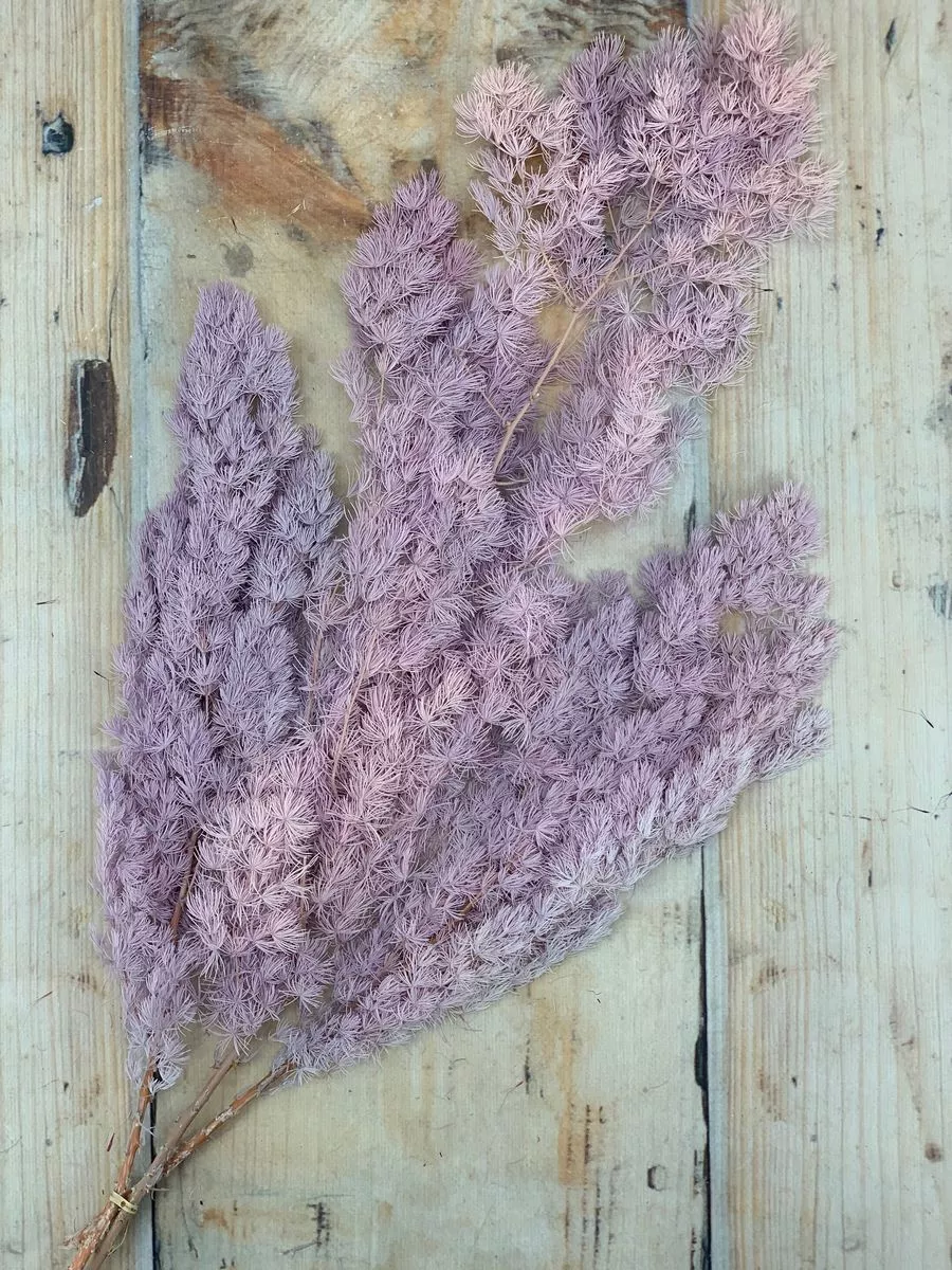 Аспарагус сухоцвет 80gr   Интернет-магазин Feron Flower 