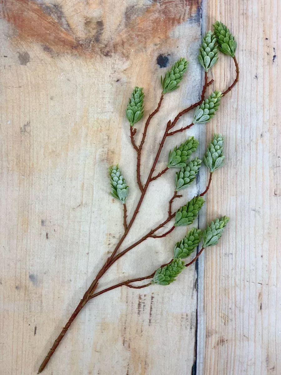 Хмель ART11280  Интернет-магазин Feron Flower 