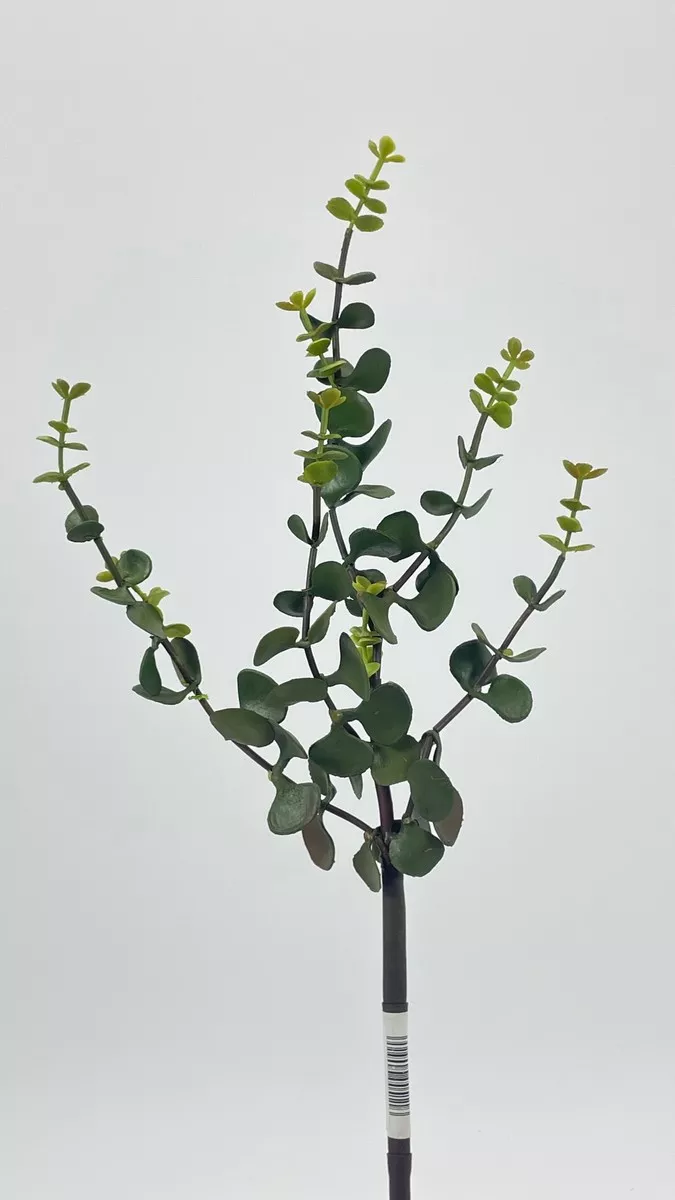 Эвкалипт XA745  Интернет-магазин Feron Flower 