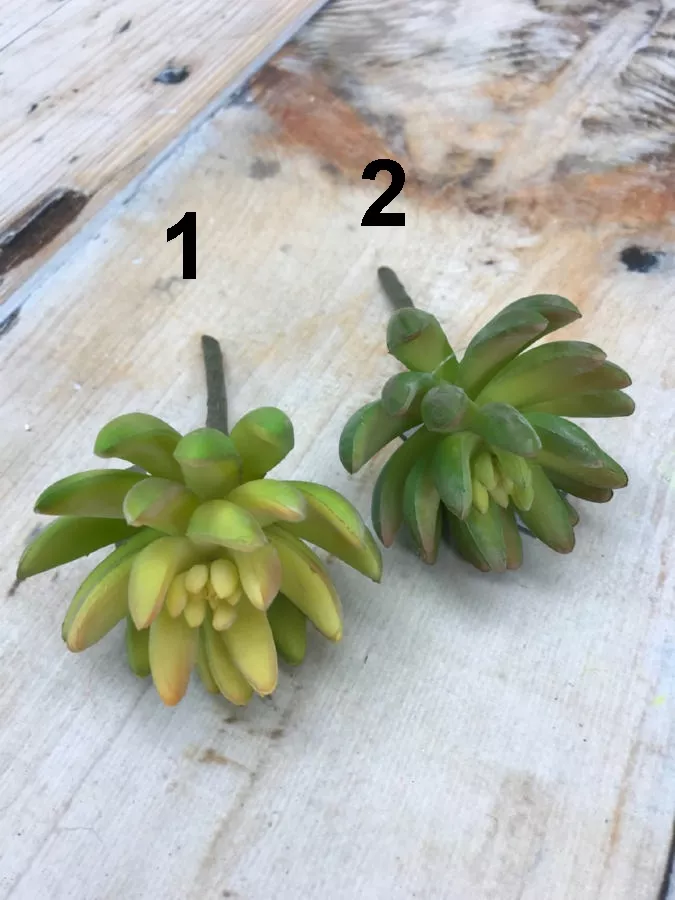 Суккулент 188CAN40175  Интернет-магазин Feron Flower 