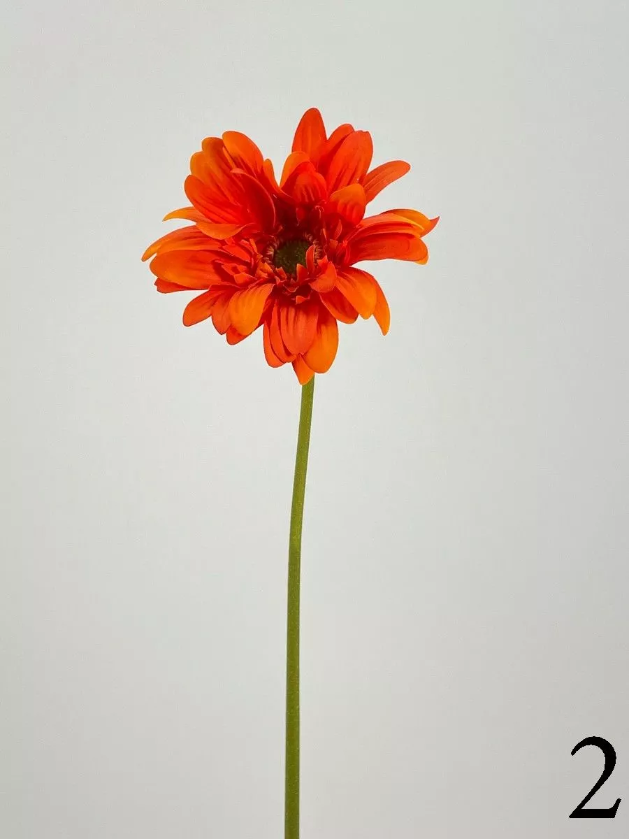 Гербера FL-QH076  Интернет-магазин Feron Flower 