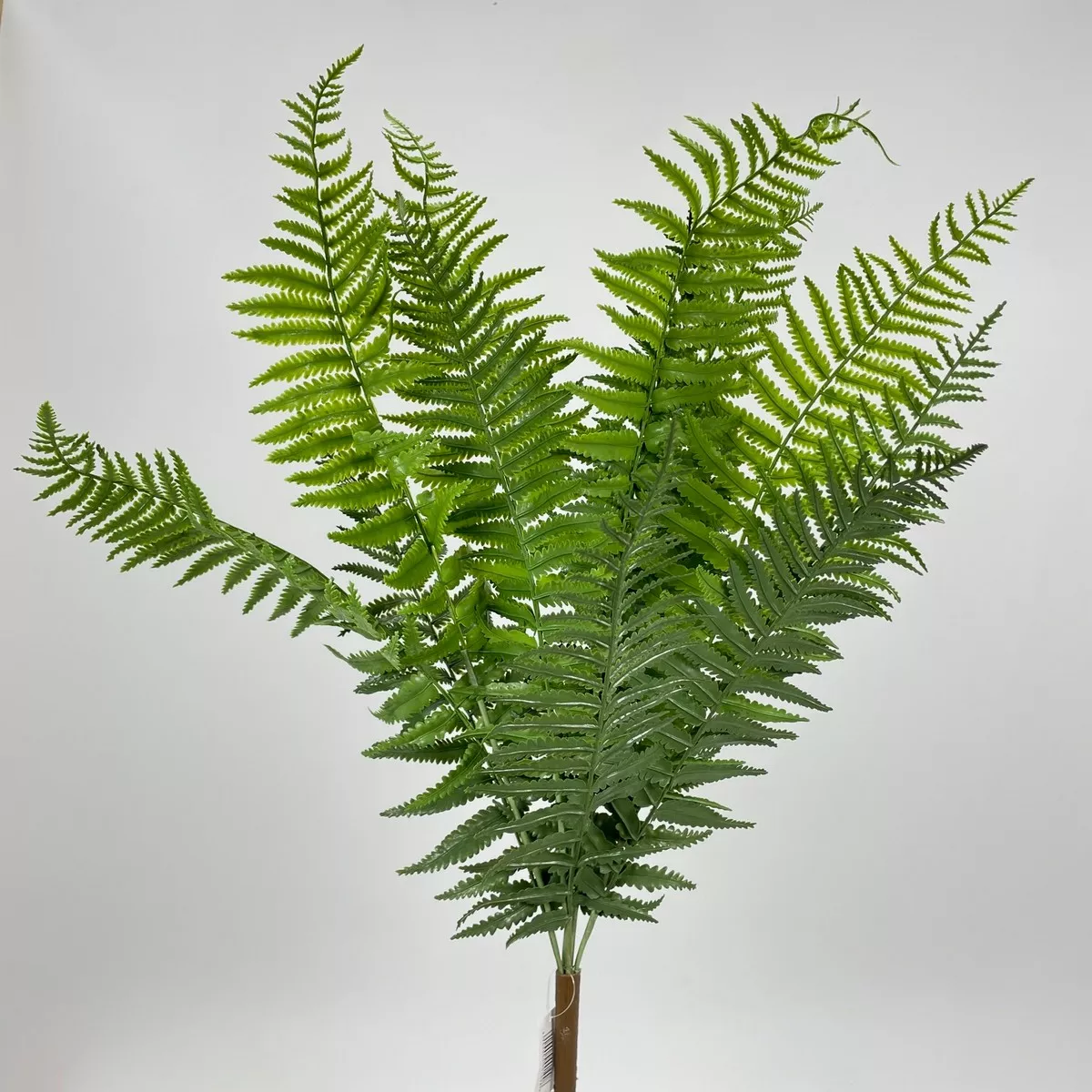Папоротник QYBS2389A-18A  Интернет-магазин Feron Flower 