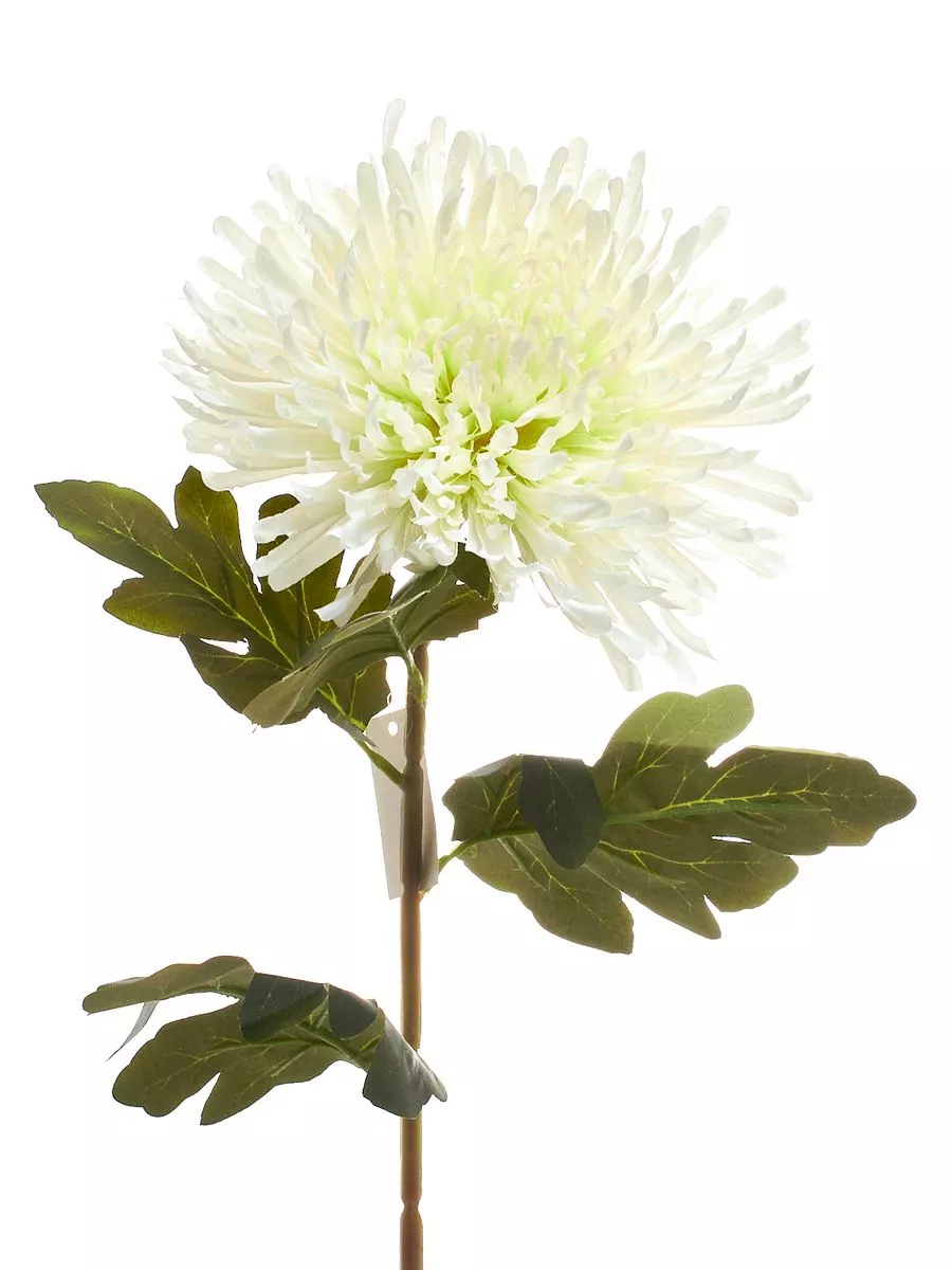 Хризантема T33-0918  Интернет-магазин Feron Flower 
