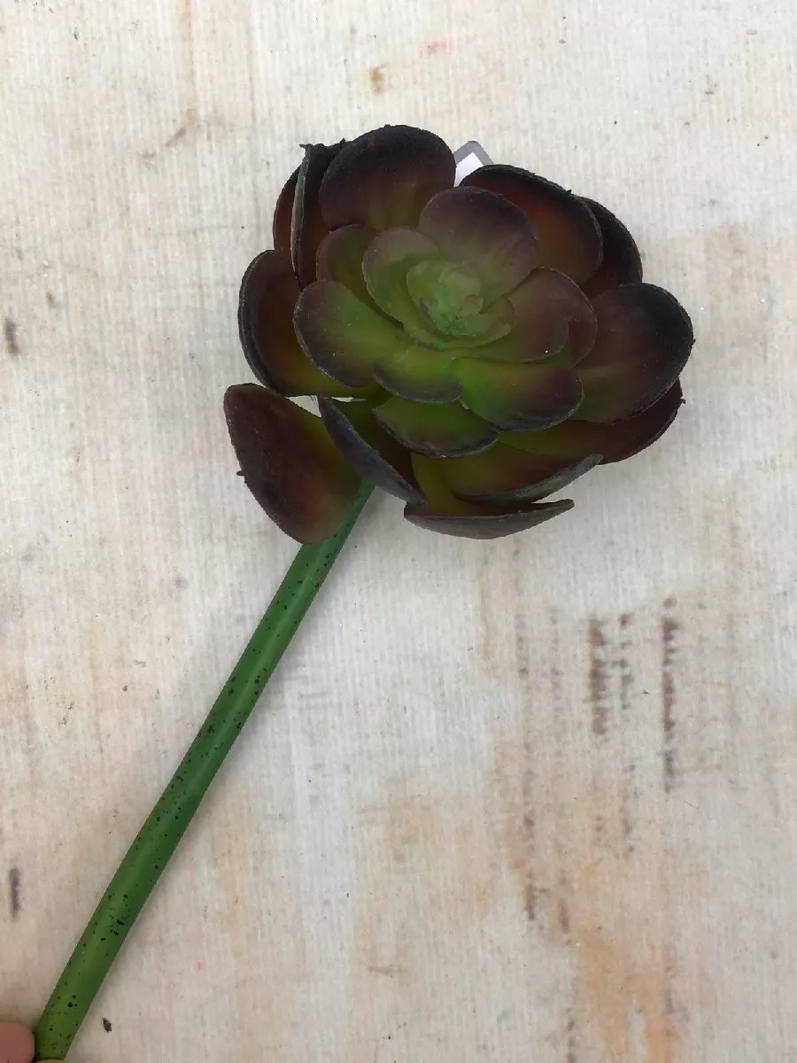 Суккулент 188CAN9656BS  Интернет-магазин Feron Flower 