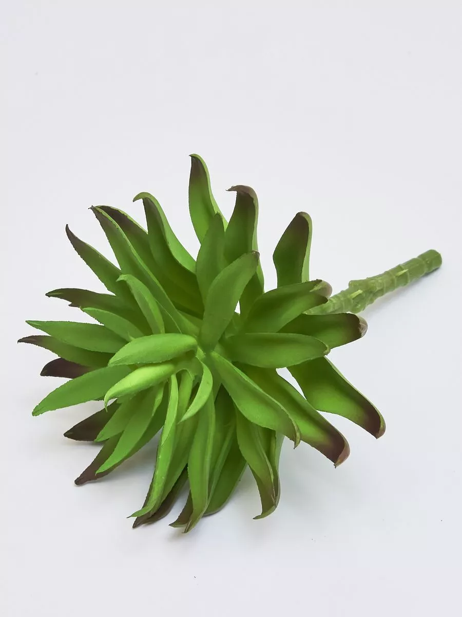 Суккулент 22KL189  Интернет-магазин Feron Flower 